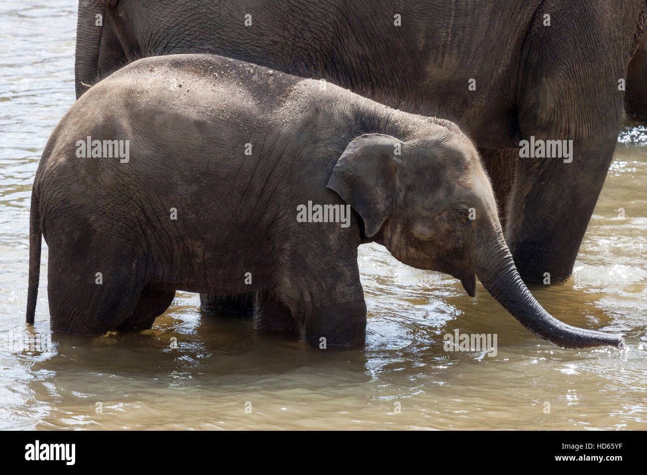 Asian elephant (Elephas maximus), juvenile in Maha Oya River, Pinnawala Elephant Orphanage, Central Province, Sri Lanka Stock Photo