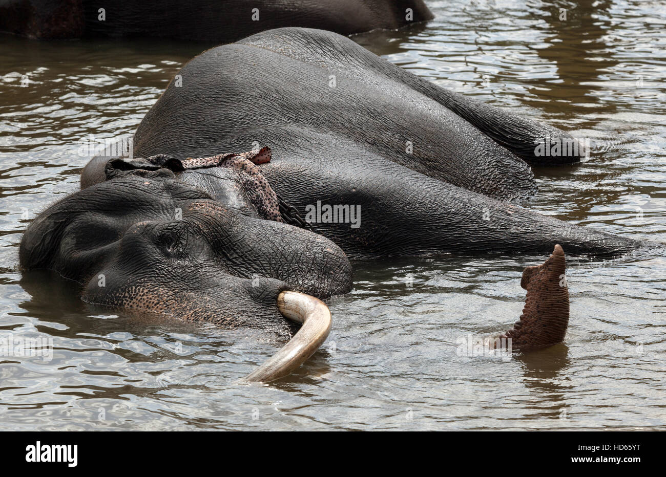 Asian elephant (Elephas maximus), bathing in Maha Oya River, Pinnawala Elephant Orphanage, Central Province, Sri Lanka Stock Photo