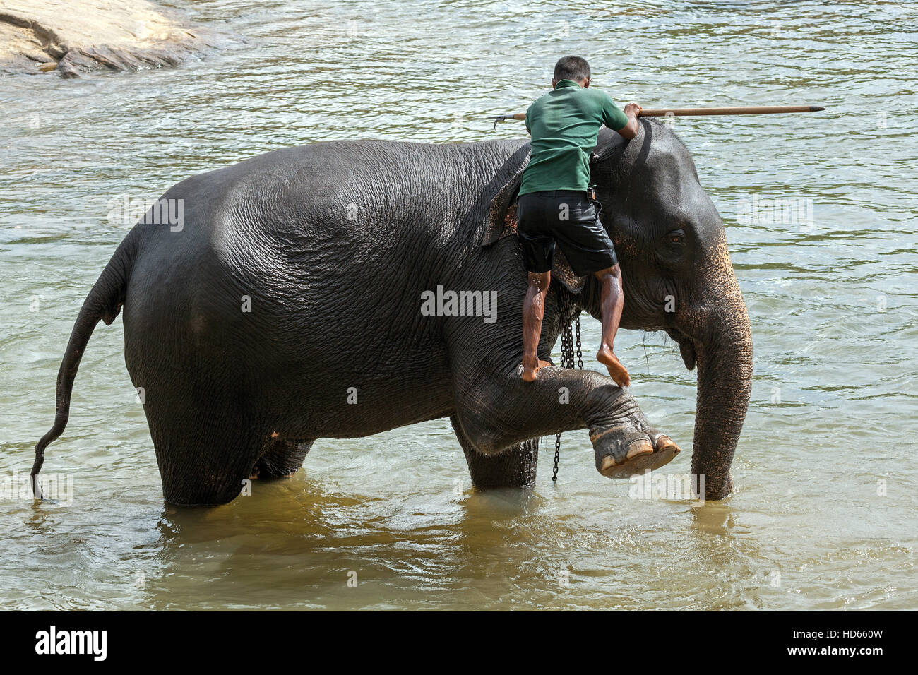 Mahout, climbing, cleans Asian elephant (Elephas maximus), Maha Oya River, Pinnawala Elephant Orphanage, Central Province Stock Photo