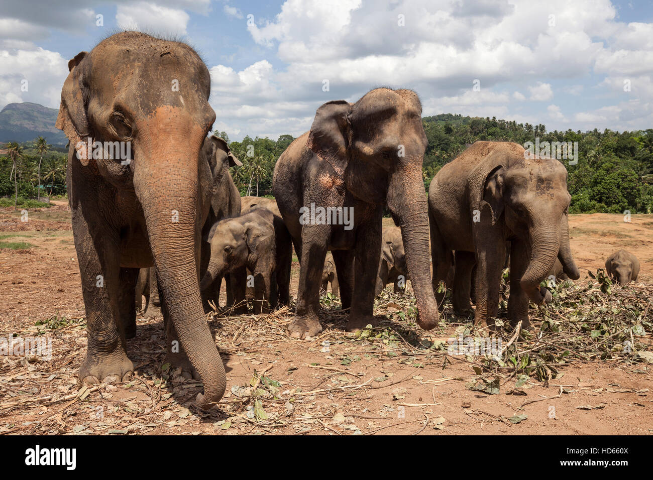 Asian elephants (Elephas maximus), Pinnawala Elephant Orphanage, Pinnawala, Central Province, Sri Lanka Stock Photo