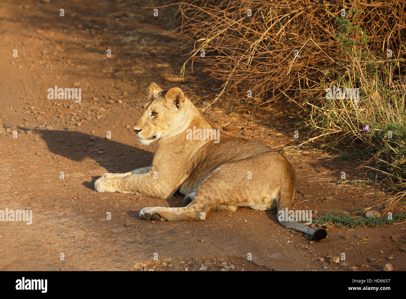 African Lion (Panthera leo), lioness lying on sandy road, Serengeti National Park, Tanzania Stock Photo