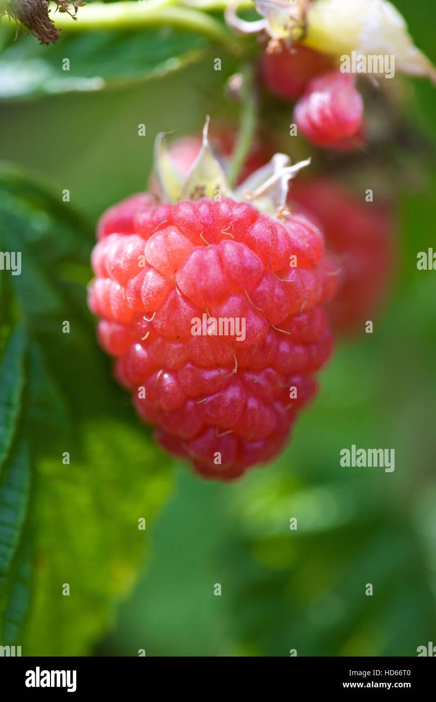 Raspberry (Rubus idaeus), fruit Stock Photo