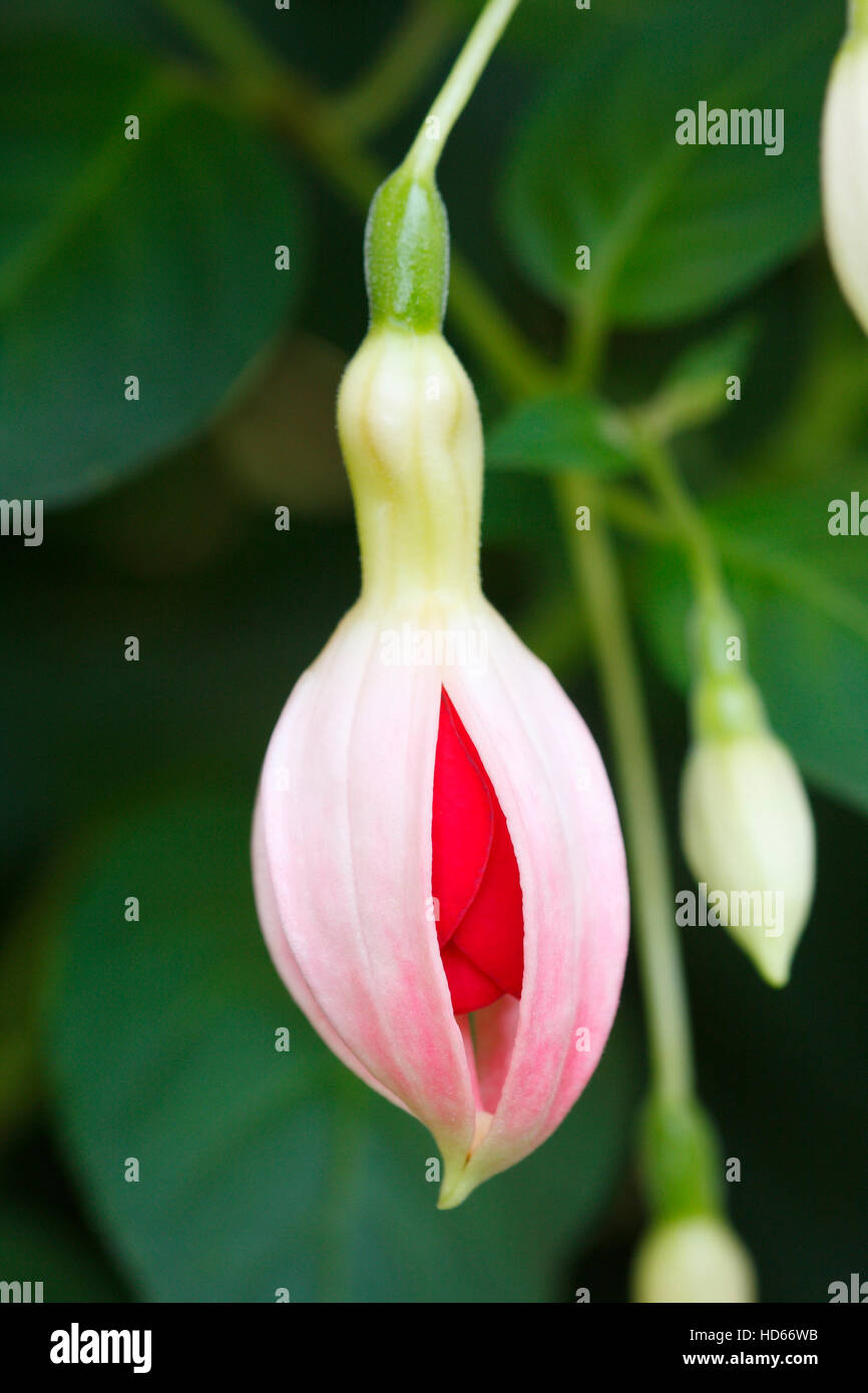 Fuchsia (Fuchsia) Stock Photo