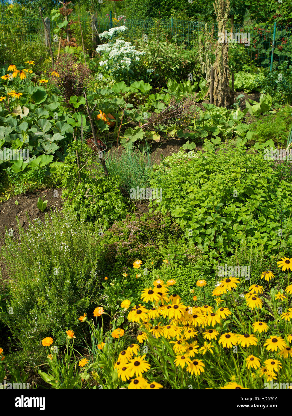 Vegetable garden, cottage garden Stock Photo - Alamy