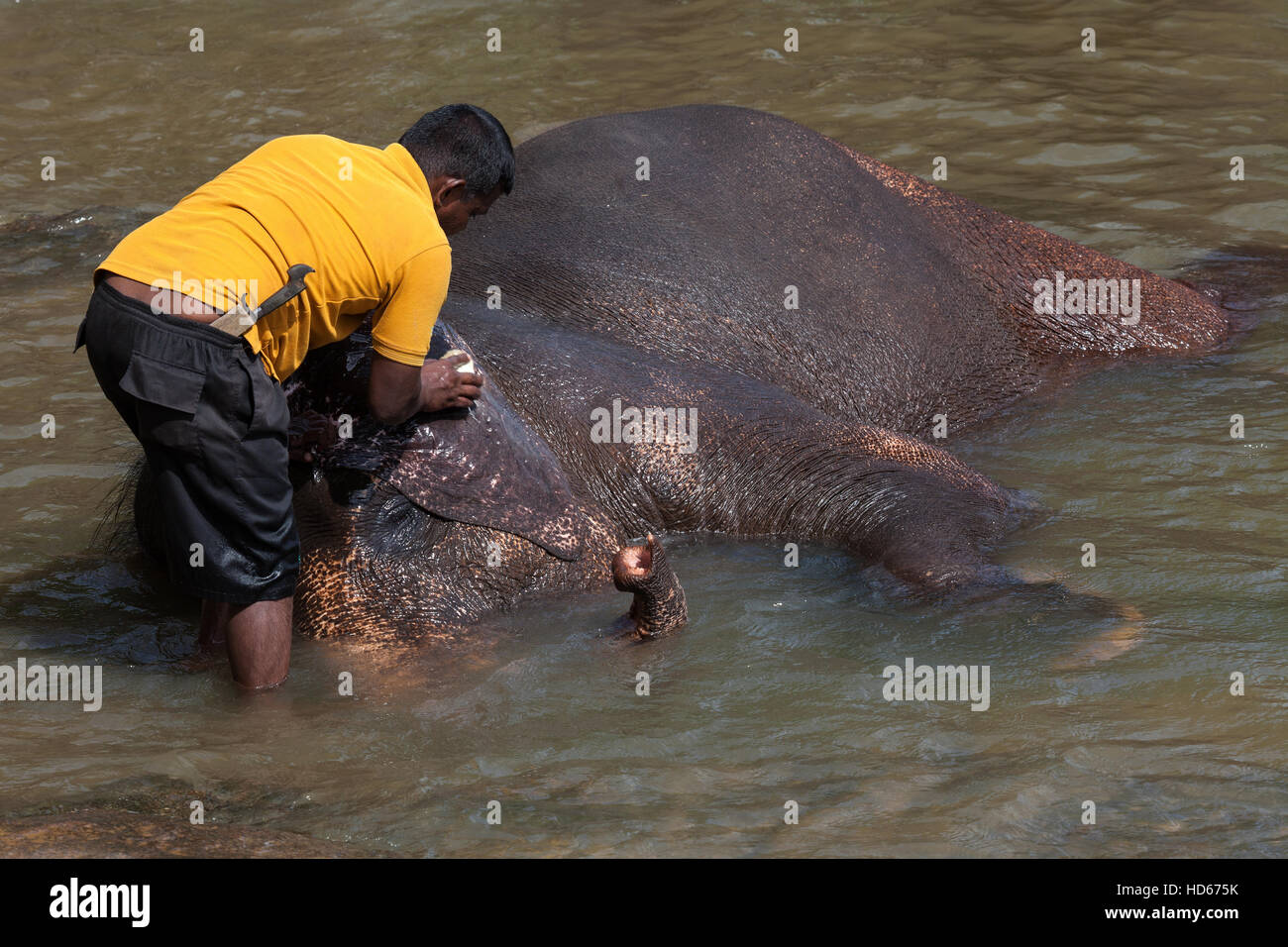 Mahout cleans Asian elephant (Elephas maximus), Maha Oya River, Pinnawala Elephant Orphanage, Central Province, Sri Lanka Stock Photo
