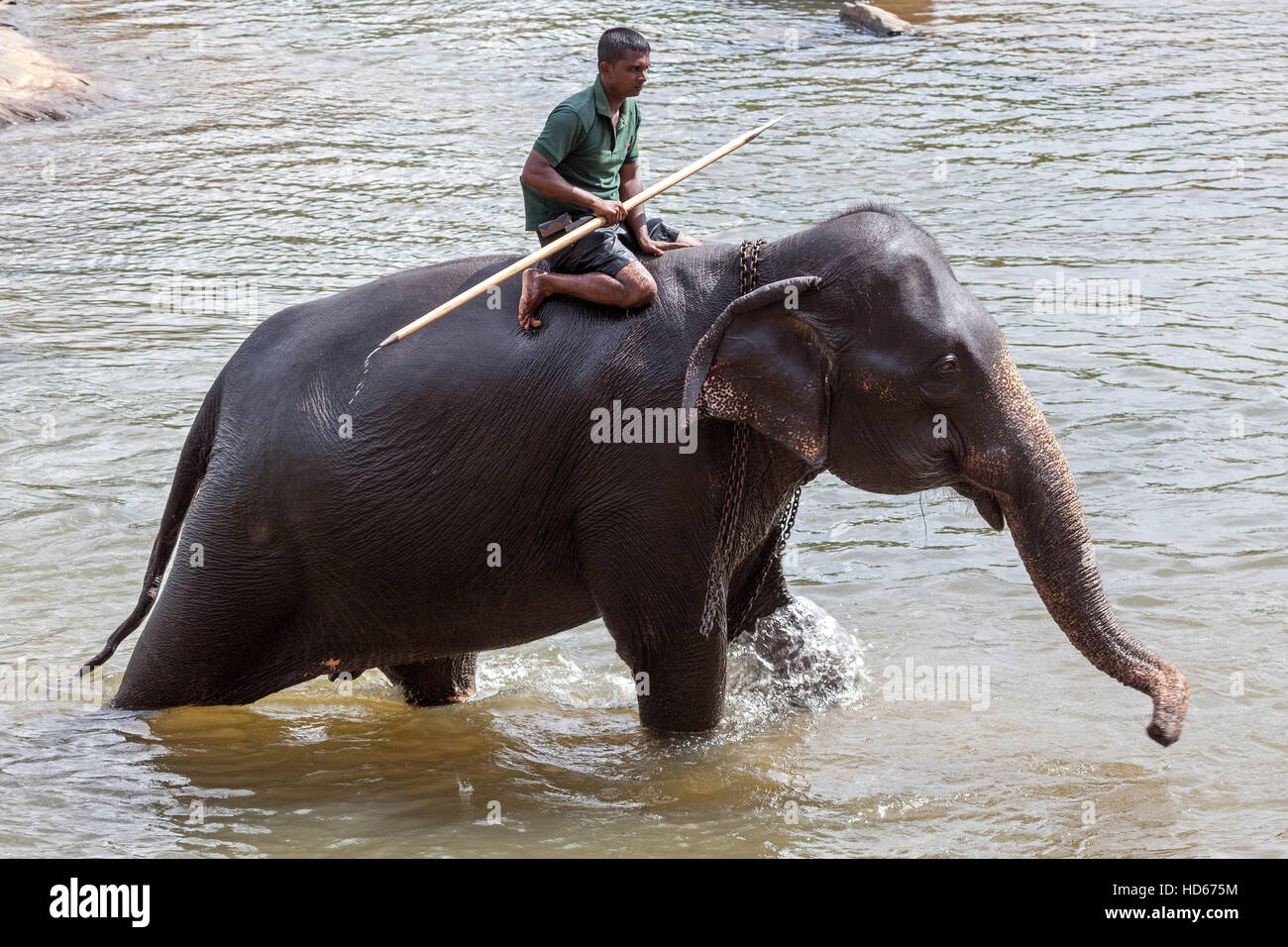 Mahout rides Asian elephant (Elephas maximus), Maha Oya River, Pinnawala Elephant Orphanage, Central Province, Sri Lanka Stock Photo