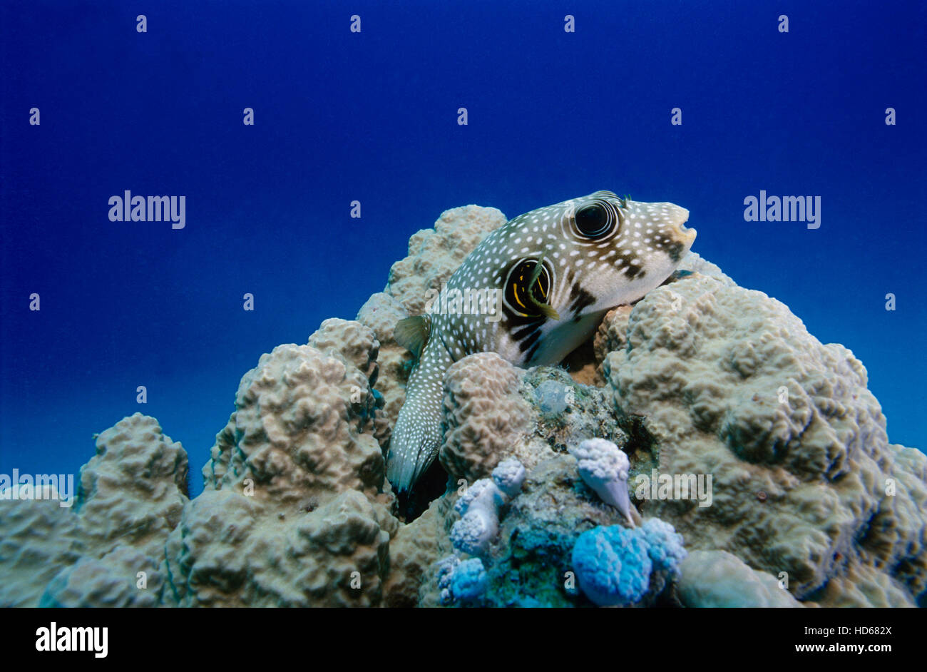 White-Spotted Puffer fish (Arothron hispidus), on coral in the Red Sea, Egypt, Africa Stock Photo