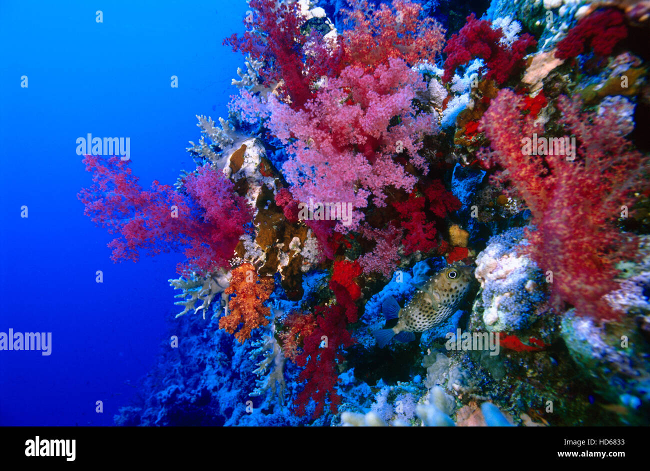 Red Soft Tree Coral (Dendronephthya hemprichi), Red Sea, Egypt, Africa Stock Photo