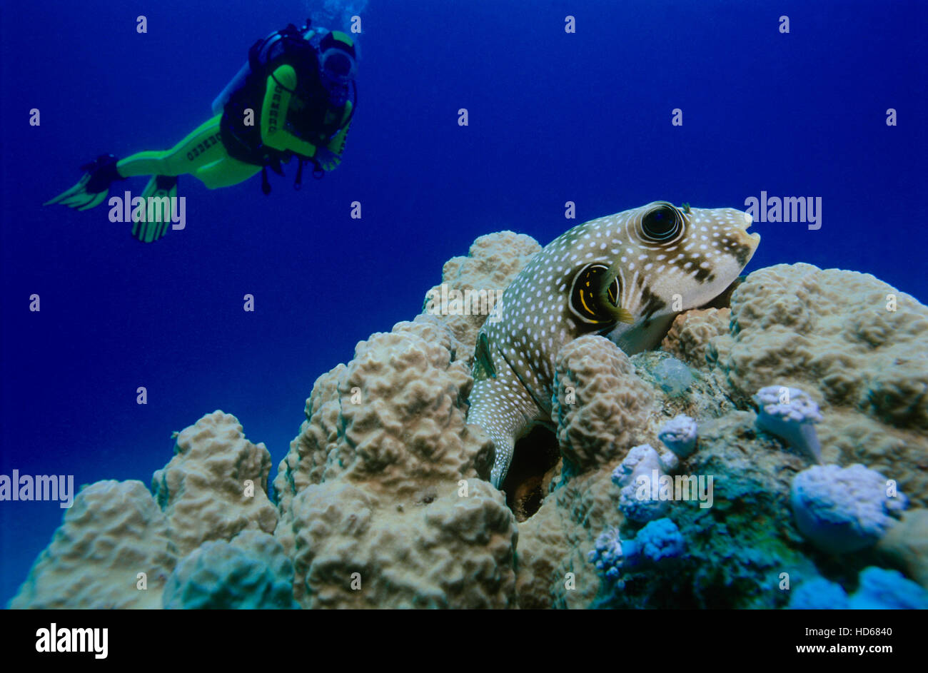 Scuba diver observing a White-spotted Puffer fish (Arothron hispidus) on a coral, Red Sea, Egypt, Africa Stock Photo