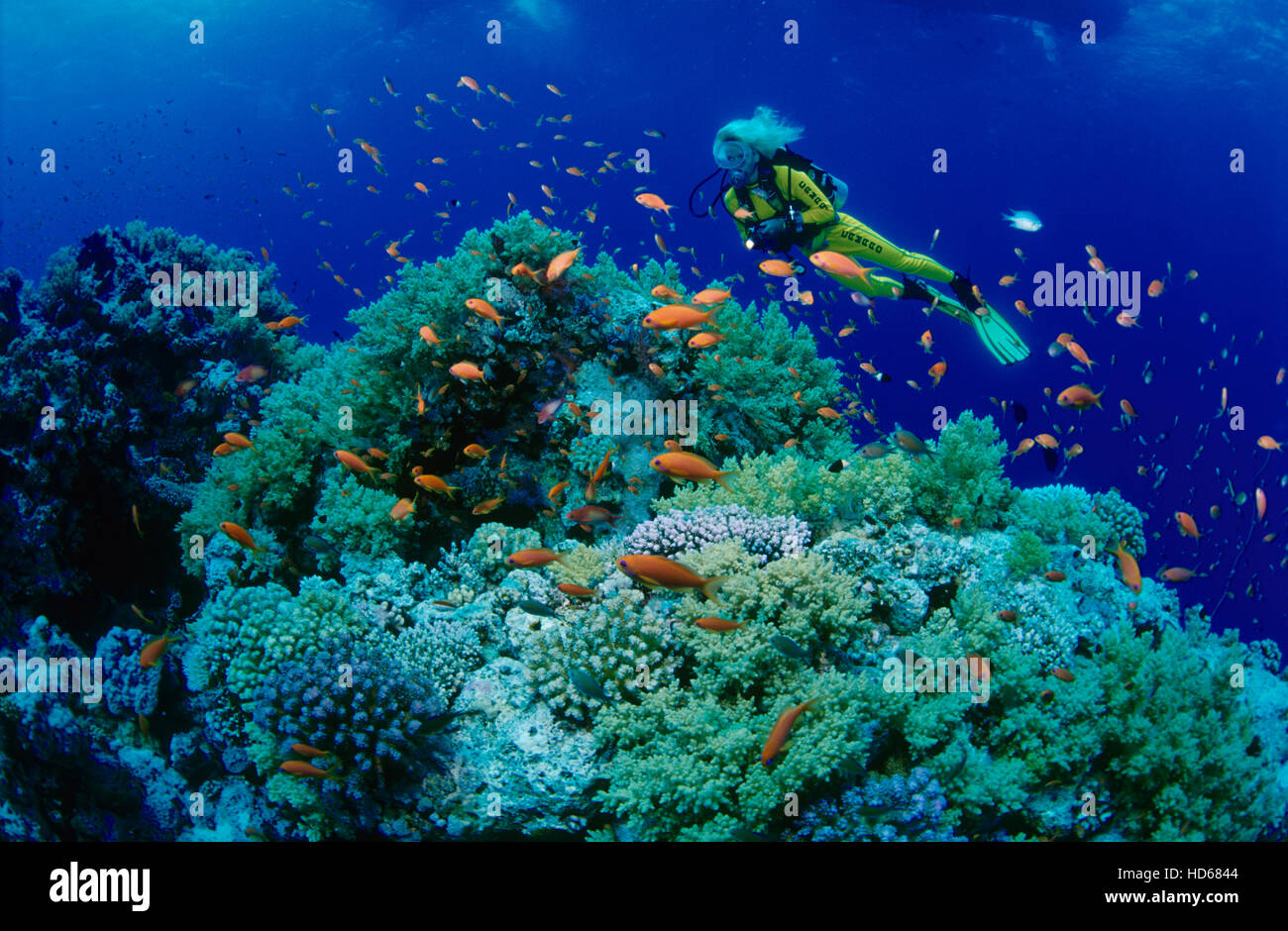 Female scuba diving observing fauna and flora in the Red Sea, Egypt, Africa Stock Photo
