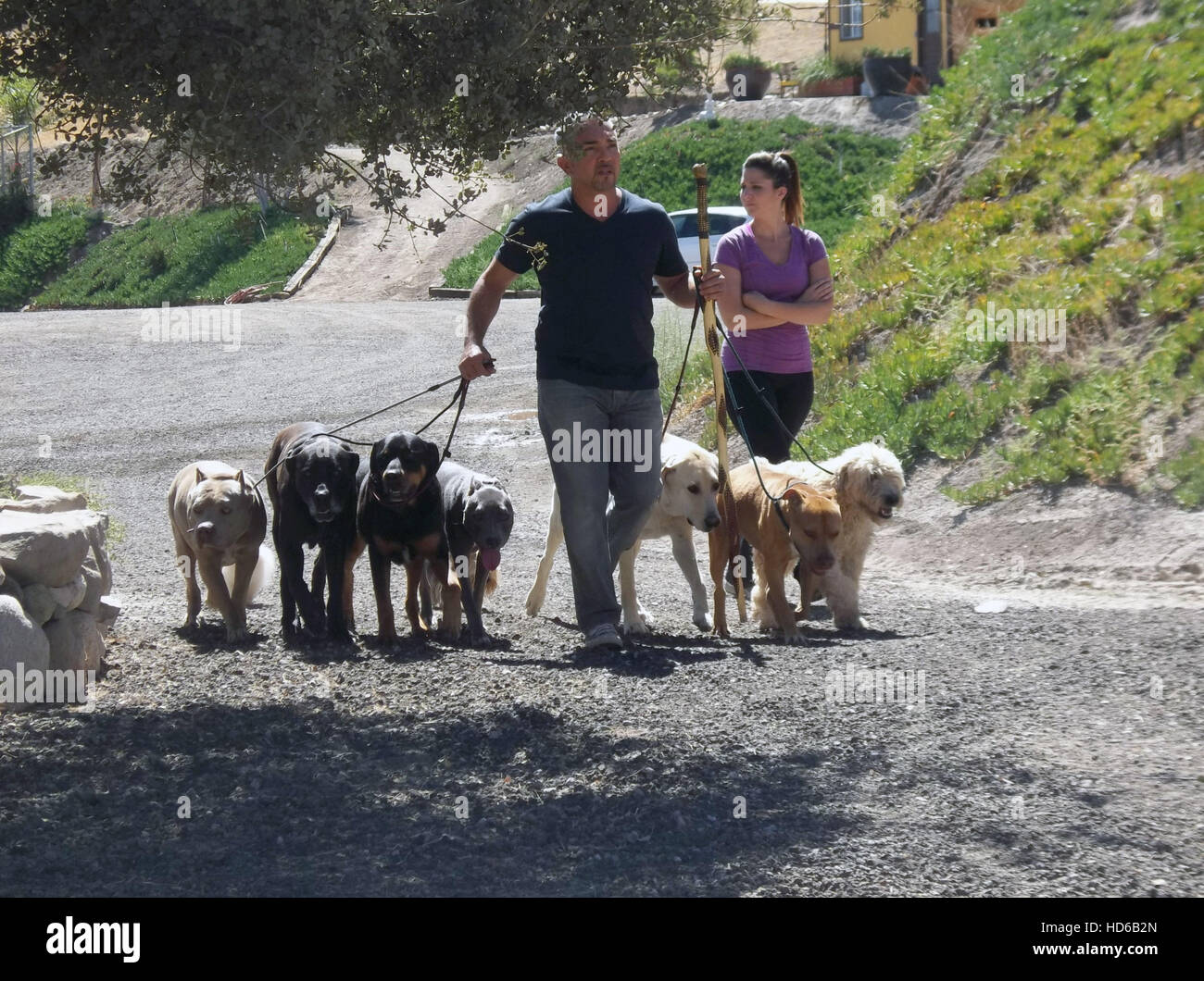 CESAR 911, Cesar Millan in 'Ripped Apart' (Season 1, Episode 5, aired April  4, 2014). ©Nat Geo Wild/courtesy Everett Collection Stock Photo - Alamy