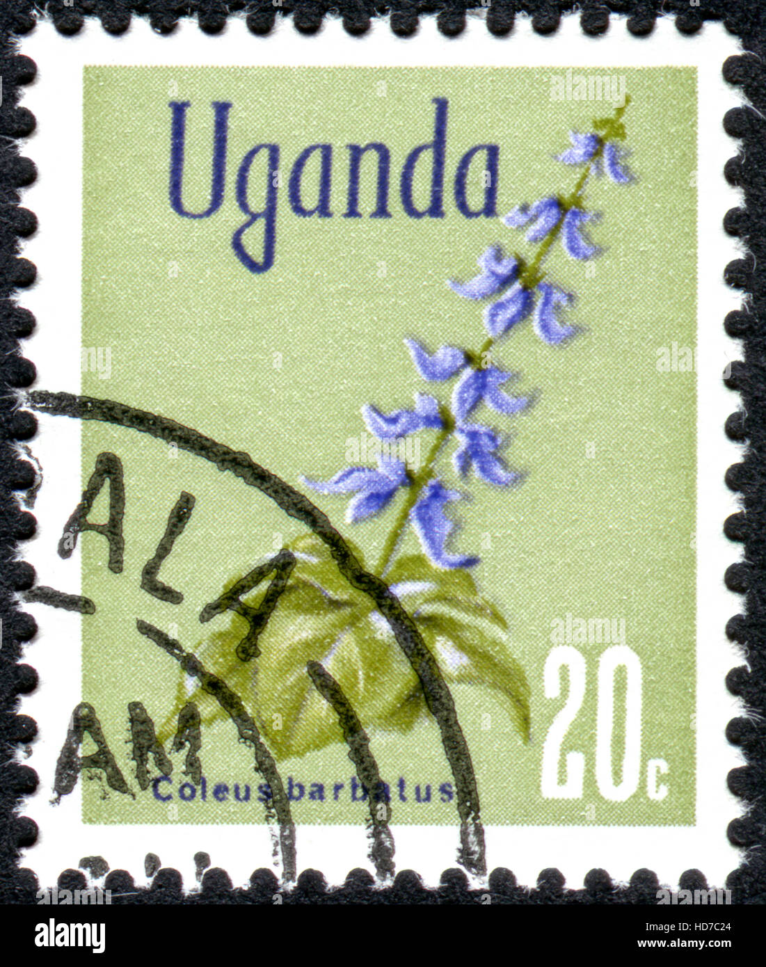 UGANDA - CIRCA 1967: A stamp printed in Uganda, shows the flower Plectranthus barbatus (Indian coleus), circa 1967 Stock Photo