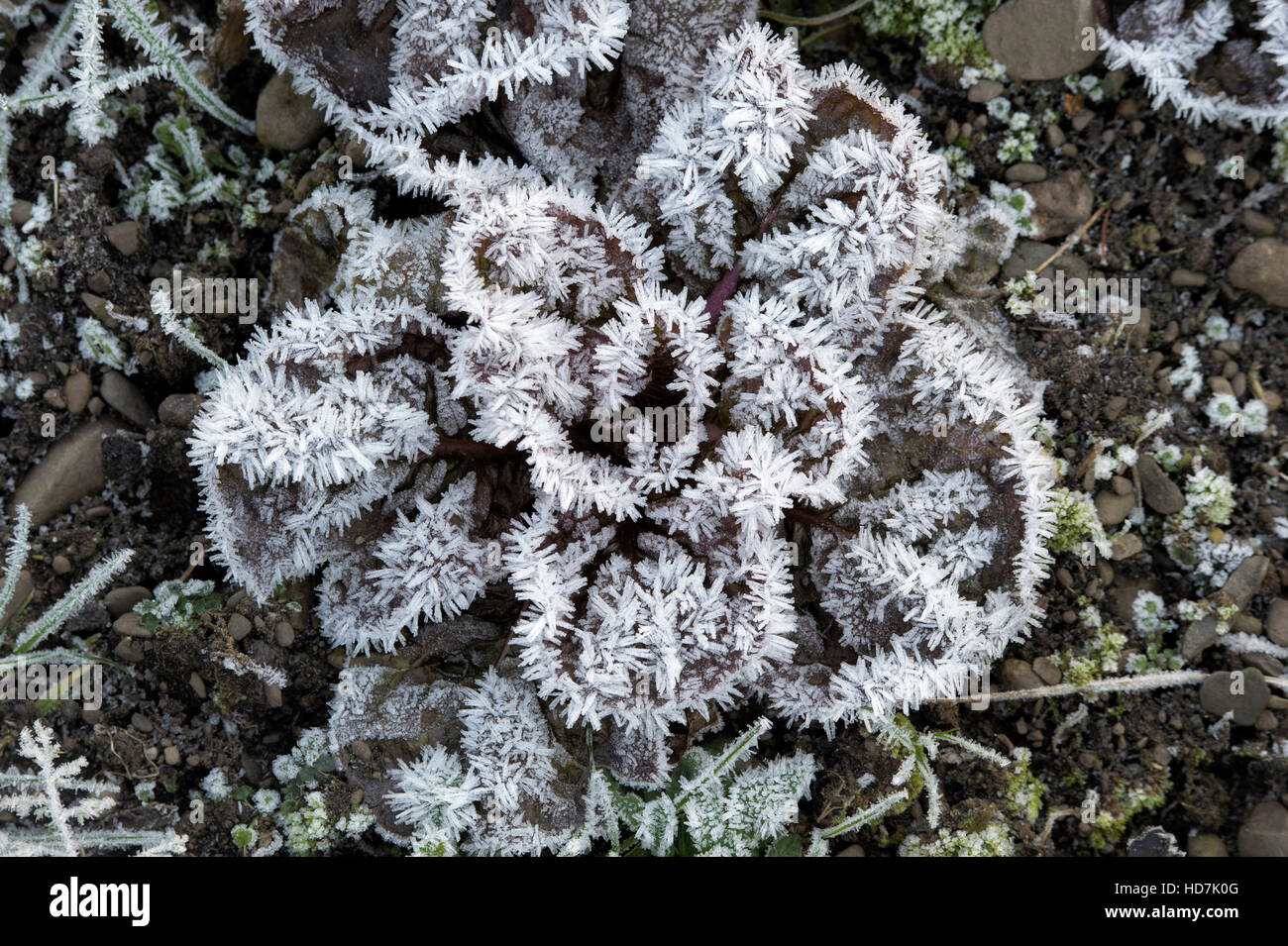 Winter Salad plants covered in frost. Scotland Stock Photo