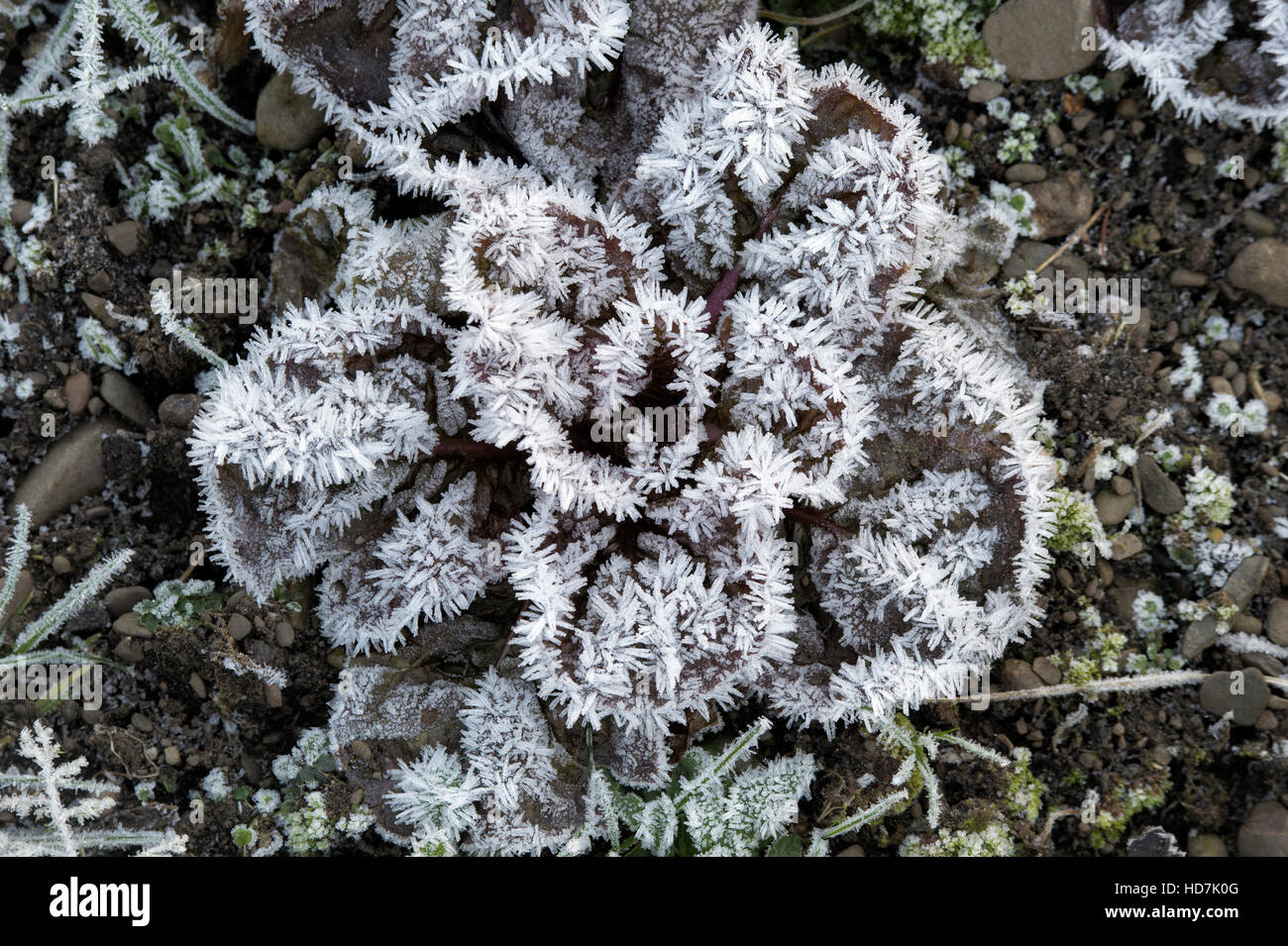 Frost plants hi-res stock photography and images - Alamy