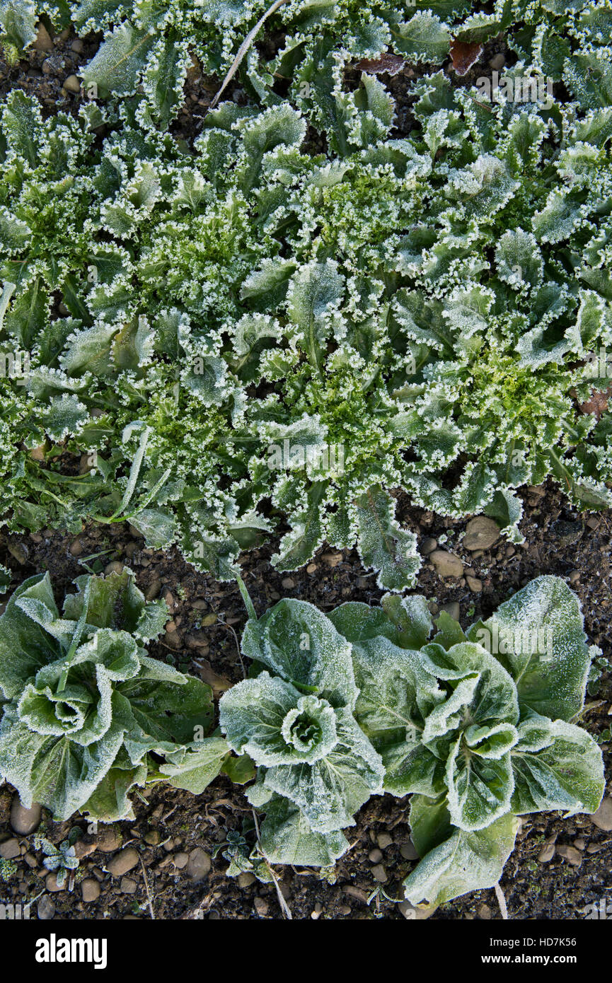 Winter Salad plants covered in frost. Scotland Stock Photo