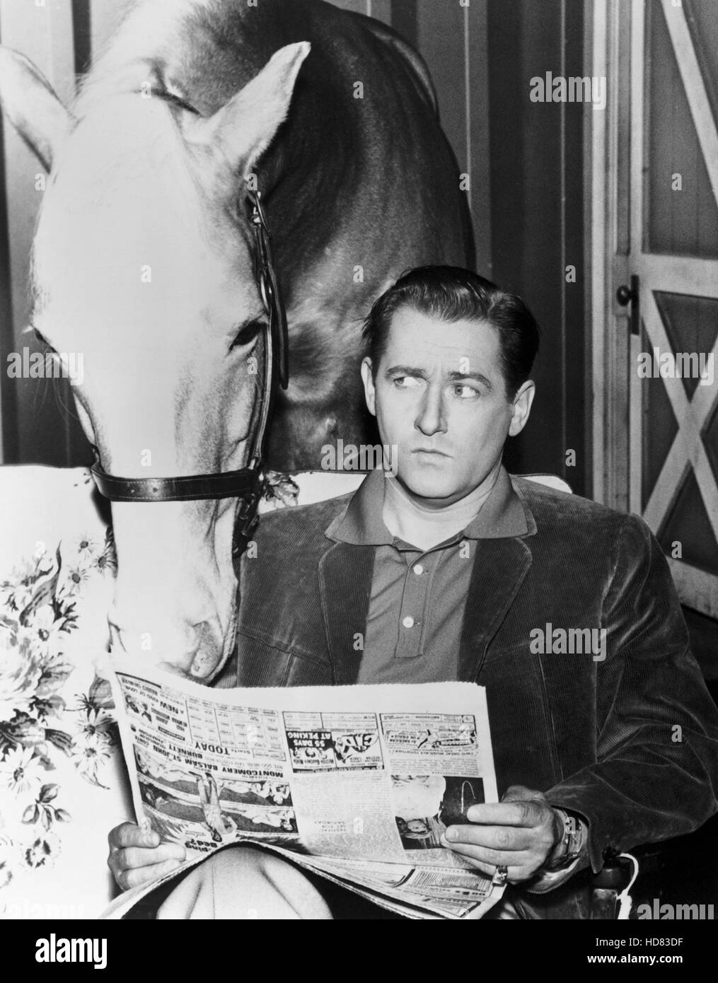 MR. ED, Mr. Ed, Alan Young, 196166 Stock Photo Alamy