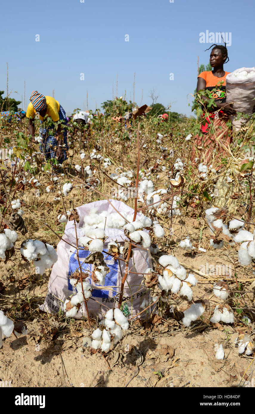 BURKINA FASO , Koumbia, women harvest cotton by hand at farm of BOGNINI