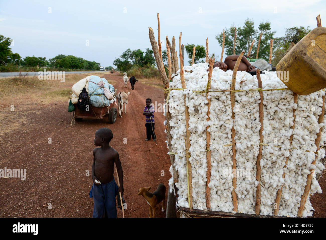 BURKINA FASO, village Soumousso, cotton harvest, children transport