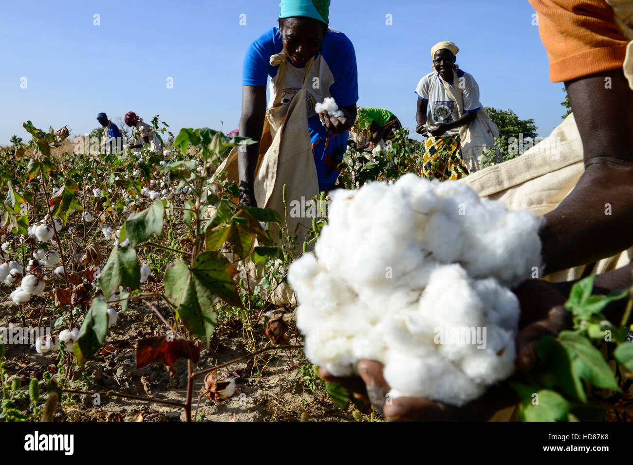 BURKINA FASO, village GOUMSIN near SAPONE, organic and fair trade cotton farming, manual harvest at farm / fair gehandelte Biobaumwolle, Frauen bei der manuellen Ernte Stock Photo