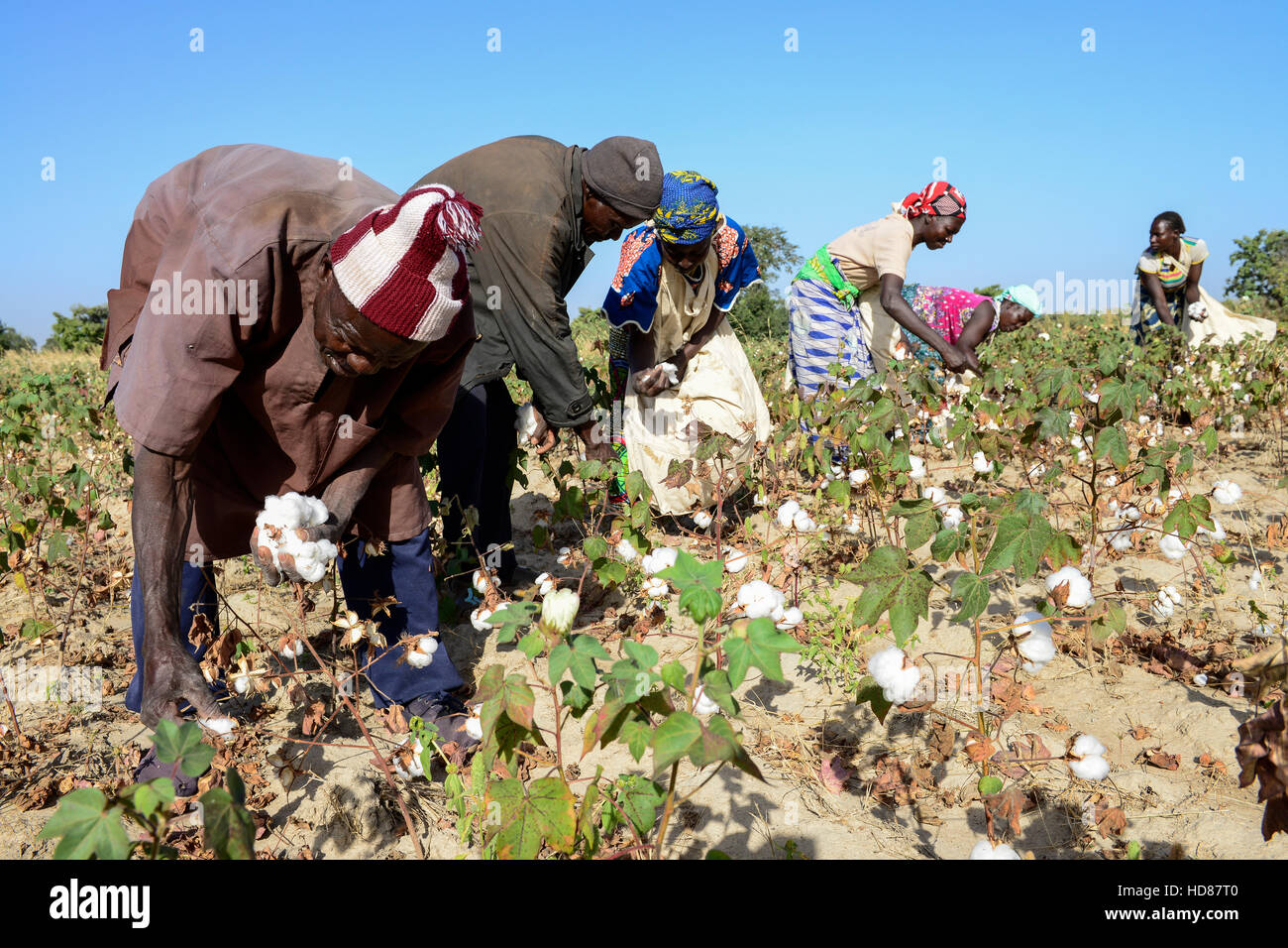 BURKINA FASO, village GOUMSIN near SAPONE, organic and fair trade cotton farming, manual harvest at farm / fair gehandelte Biobaumwolle, manuelle Ernte Stock Photo