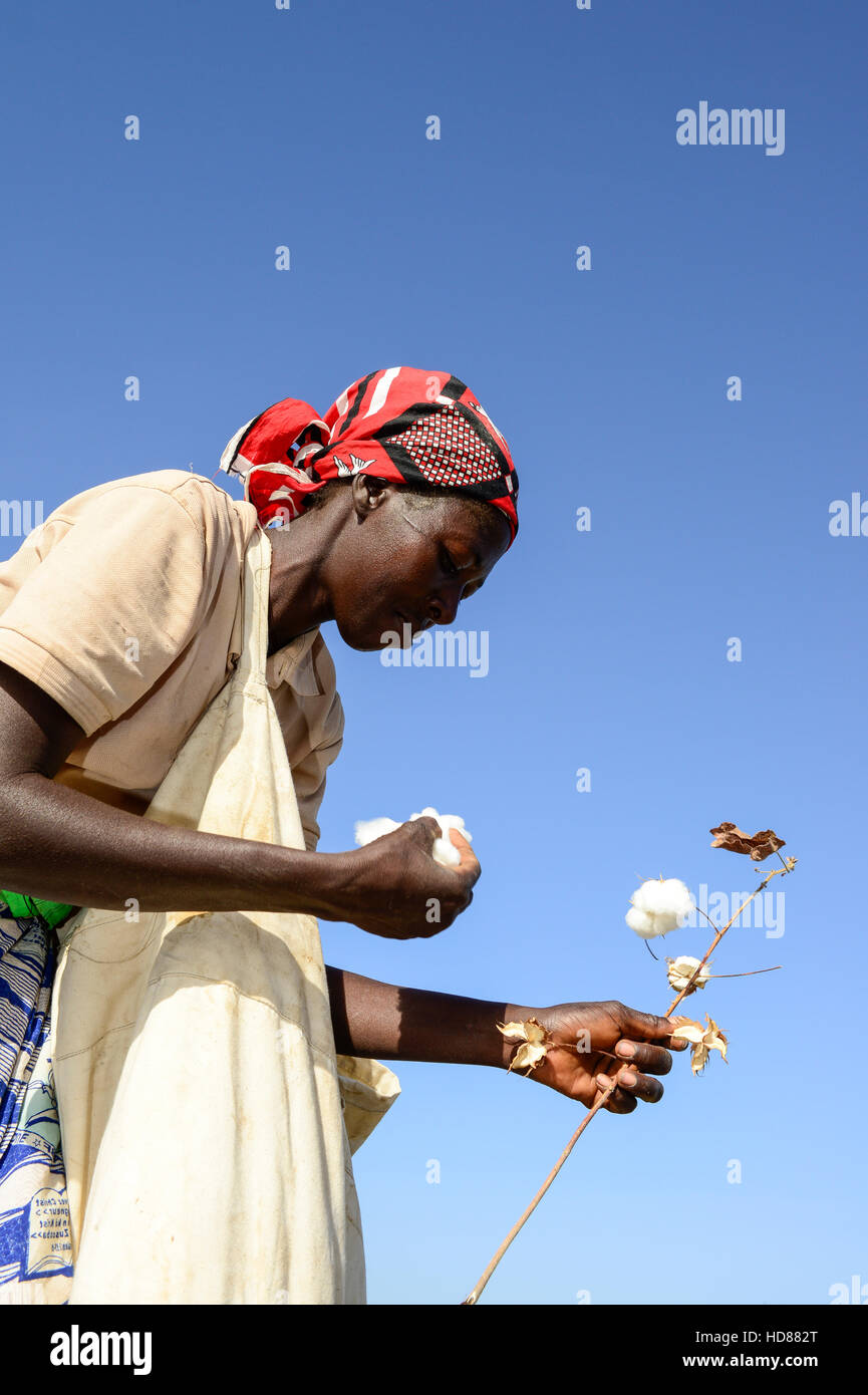 BURKINA FASO, village GOUMSIN near SAPONE, organic and fair trade cotton farming, manual harvest at farm, woman farmer / fair gehandelte Biobaumwolle, Frauen bei der manuellen Ernte Stock Photo