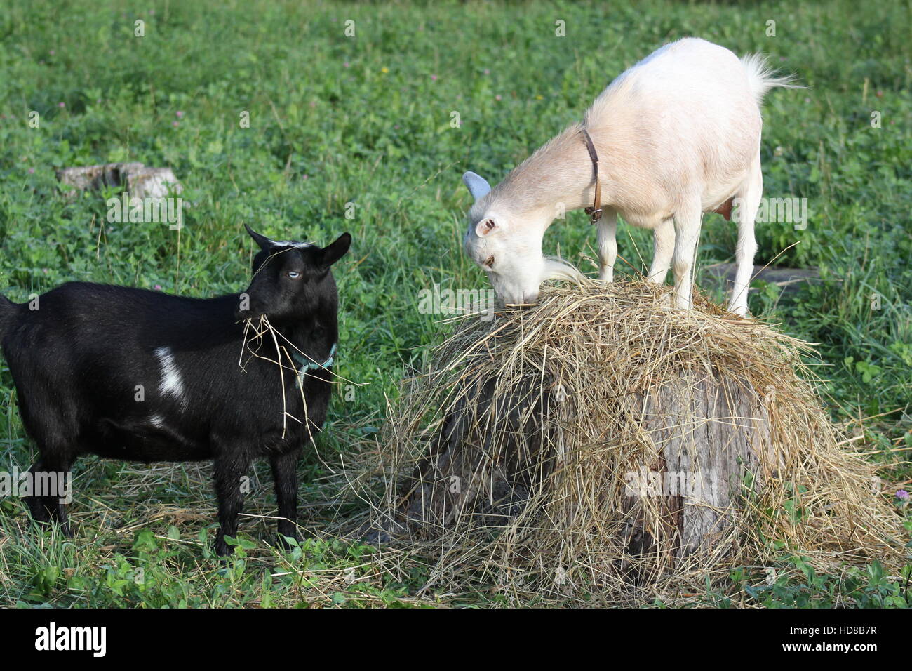 Two hungry Nigerian Dwarf goats eat hay on a DeKalb County farm near Spencerville, Indiana in 2016. Stock Photo