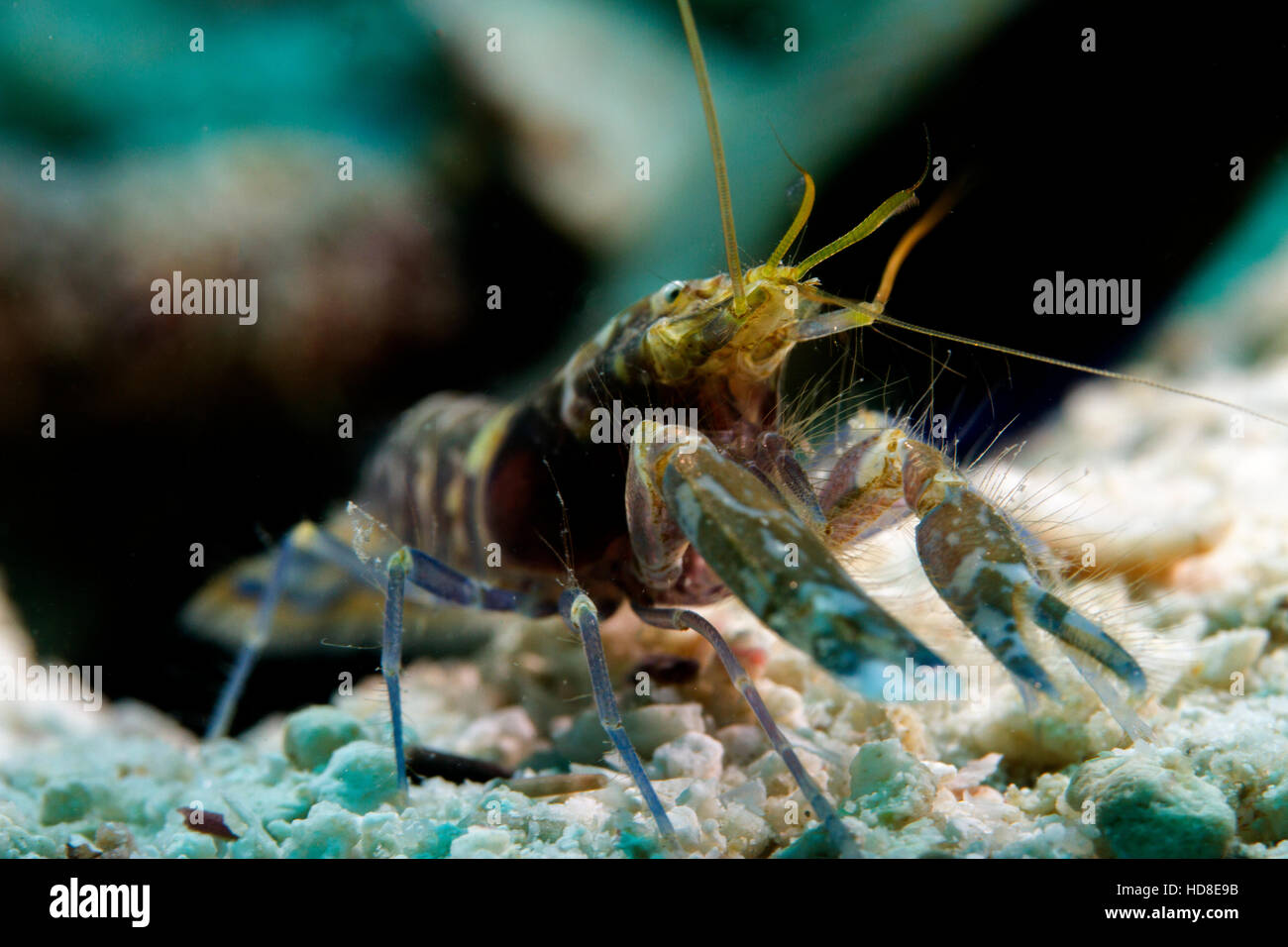 The amazing and almost completely blind goby shrimp. Underwater Koh Tao Stock Photo