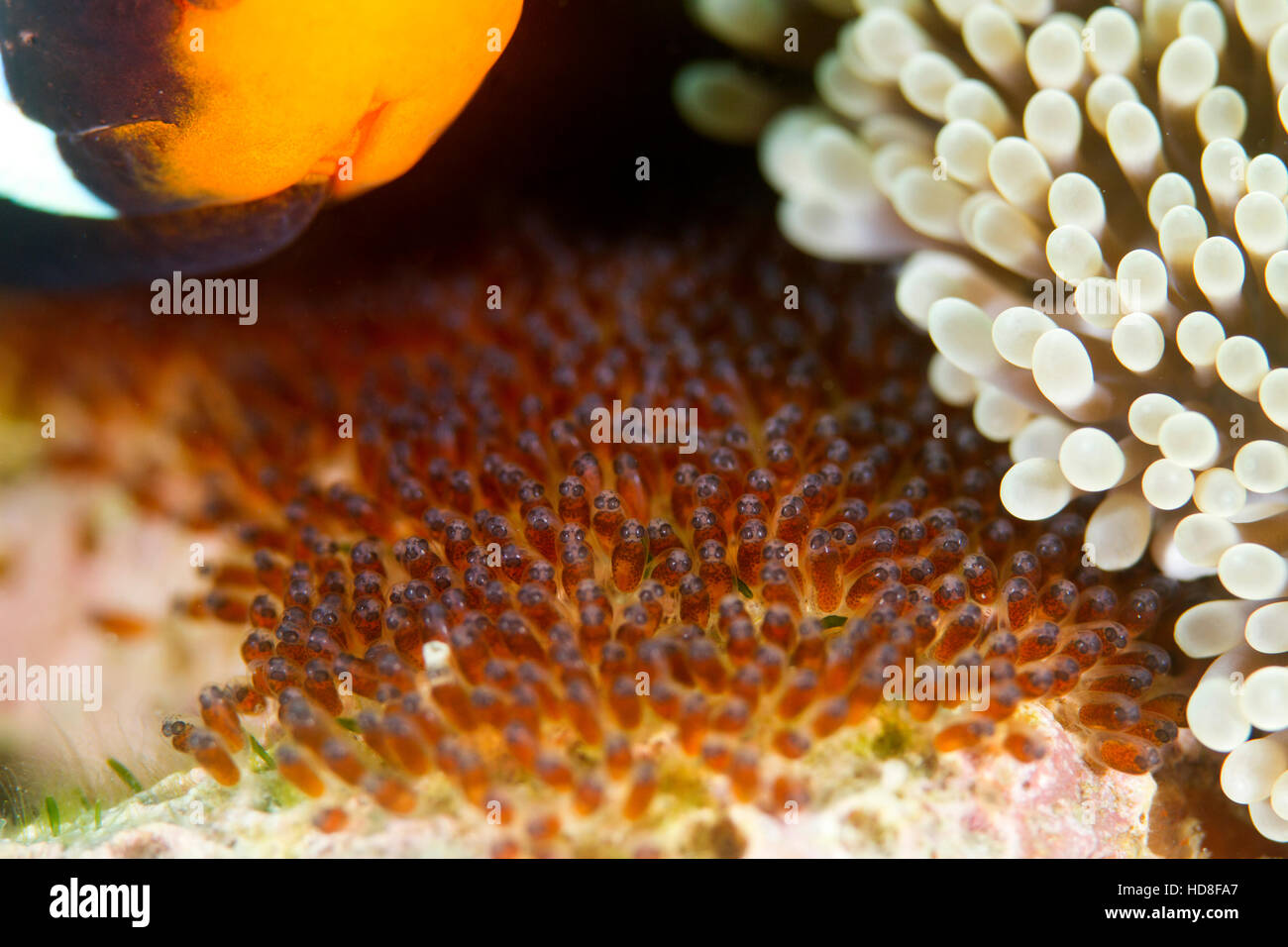 UNderwater macro photography Stock Photo Alamy