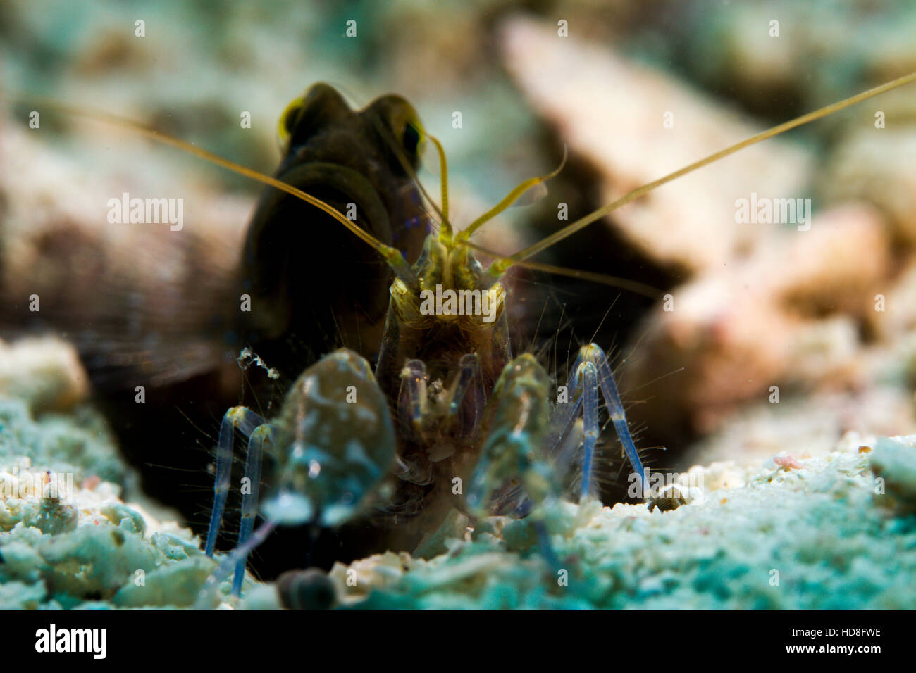 UNderwater macro photography Stock Photo Alamy