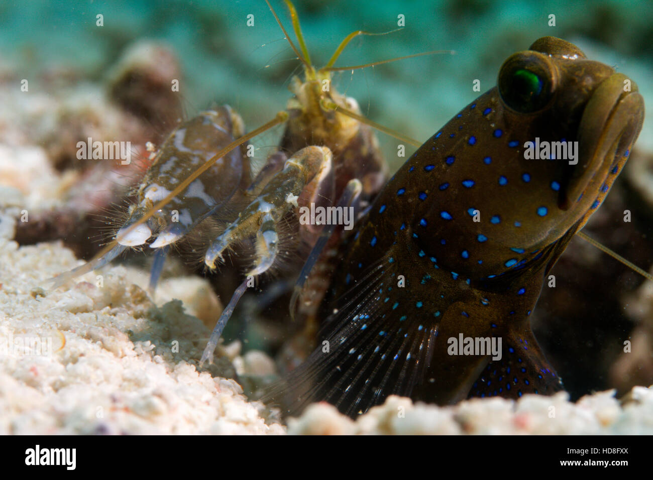 UNderwater macro photography Stock Photo Alamy