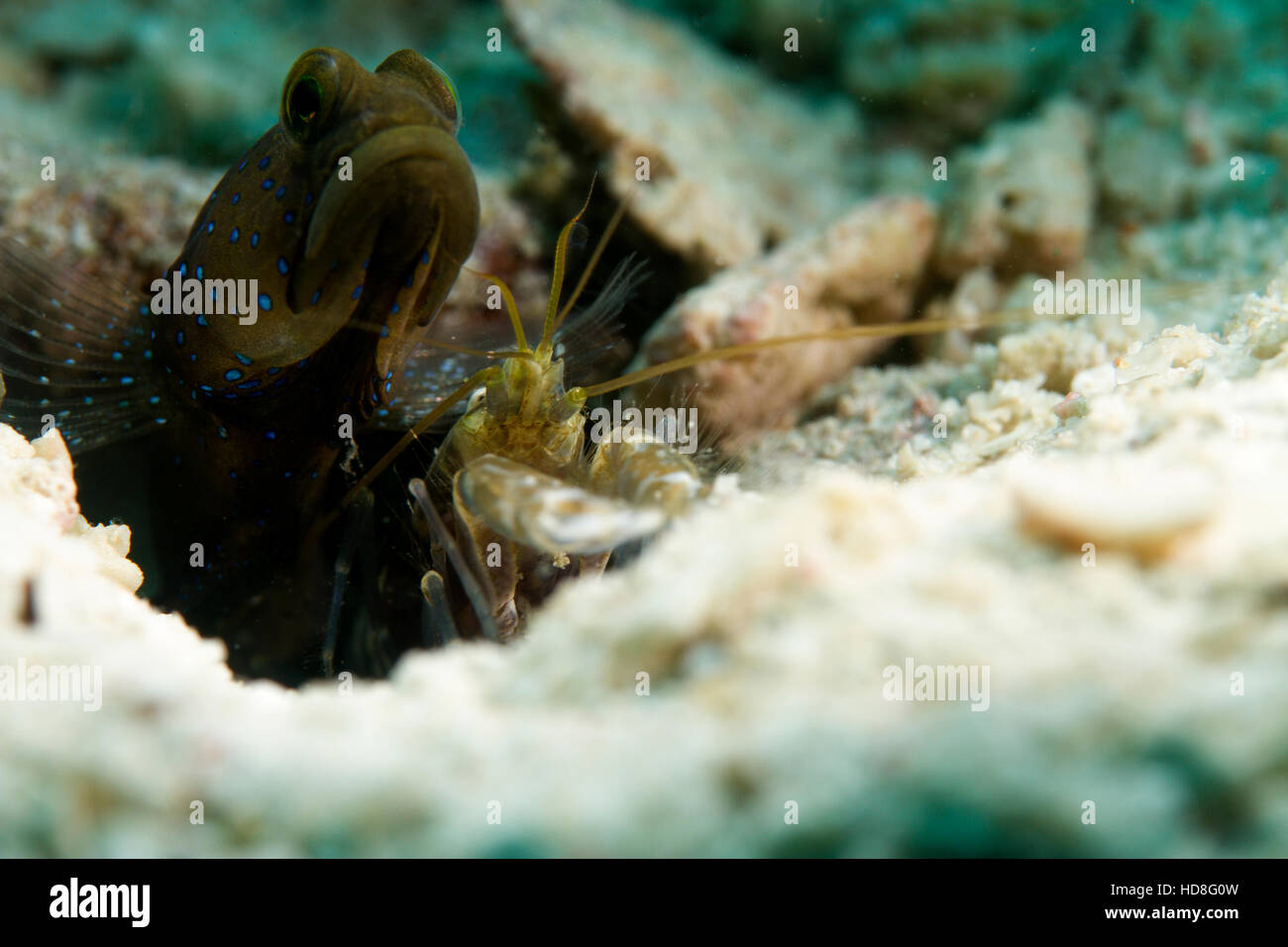 UNderwater macro photography Stock Photo Alamy