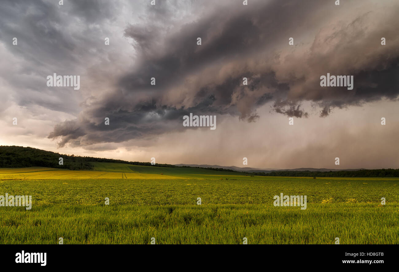 Storm clouds over a green cereal field Stock Photo - Alamy