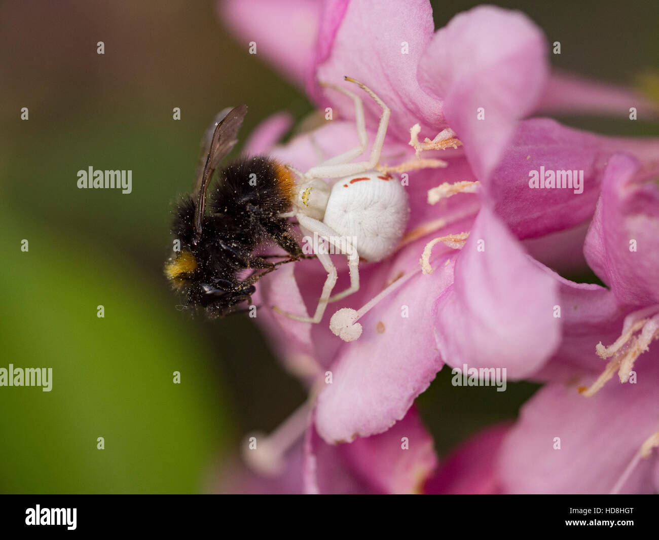 Crab spider eating its prey Stock Photo Alamy