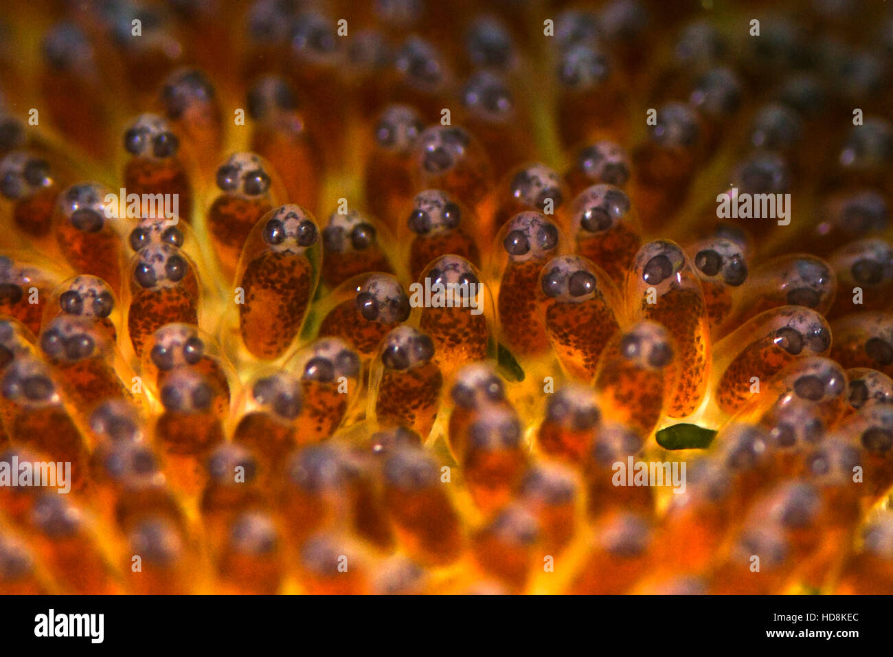 UNderwater macro photography. Stock Photo