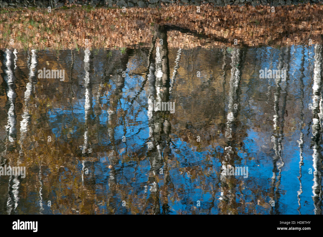 Reflection of autumn trees in a pond as a background Stock Photo - Alamy