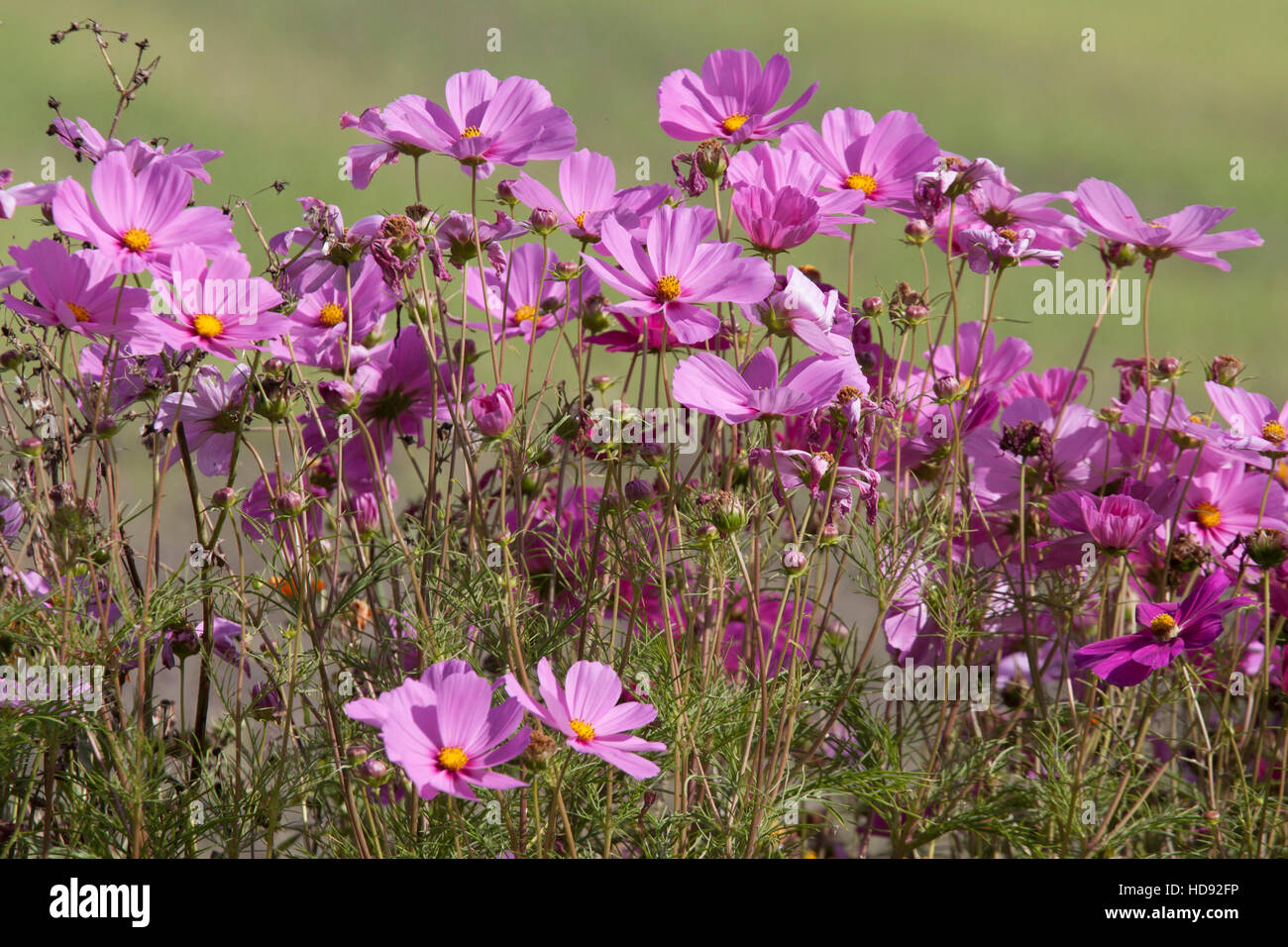 Colored spring flowers Stock Photo - Alamy