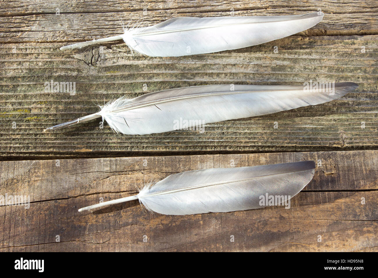 Bright wing feather hi-res stock photography and images - Alamy