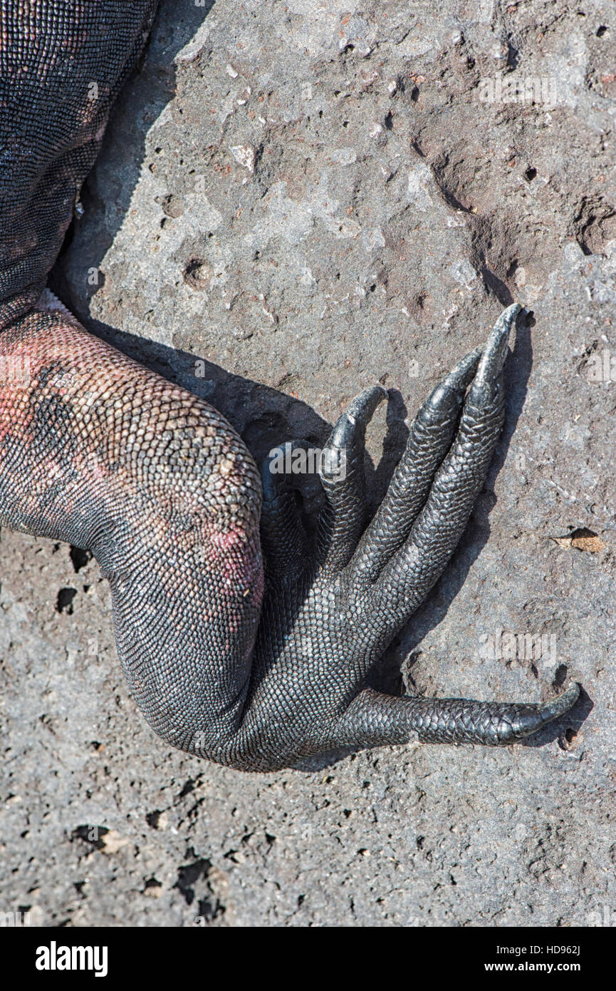 Marine Iguana (Amblyrhynchus cristatus hassi), Hispanola Island, Galapagos, Ecuador Stock Photo