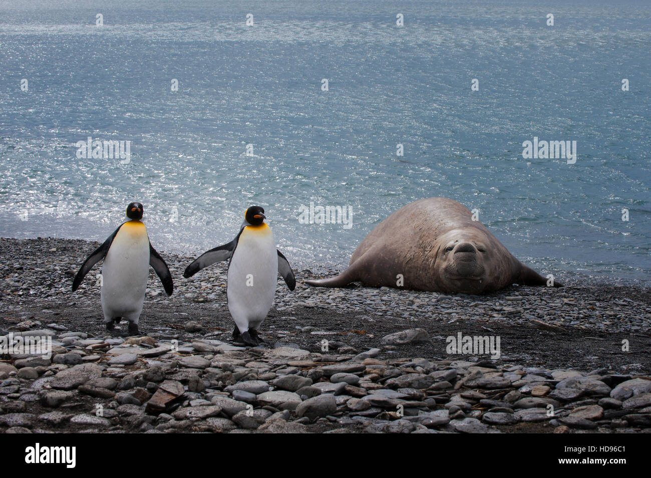 King penguins walking in front of a Southern Elephant Seal (Mirounga leonina) lying on the shore, Fortuna Bay, South Georgia Island Stock Photo