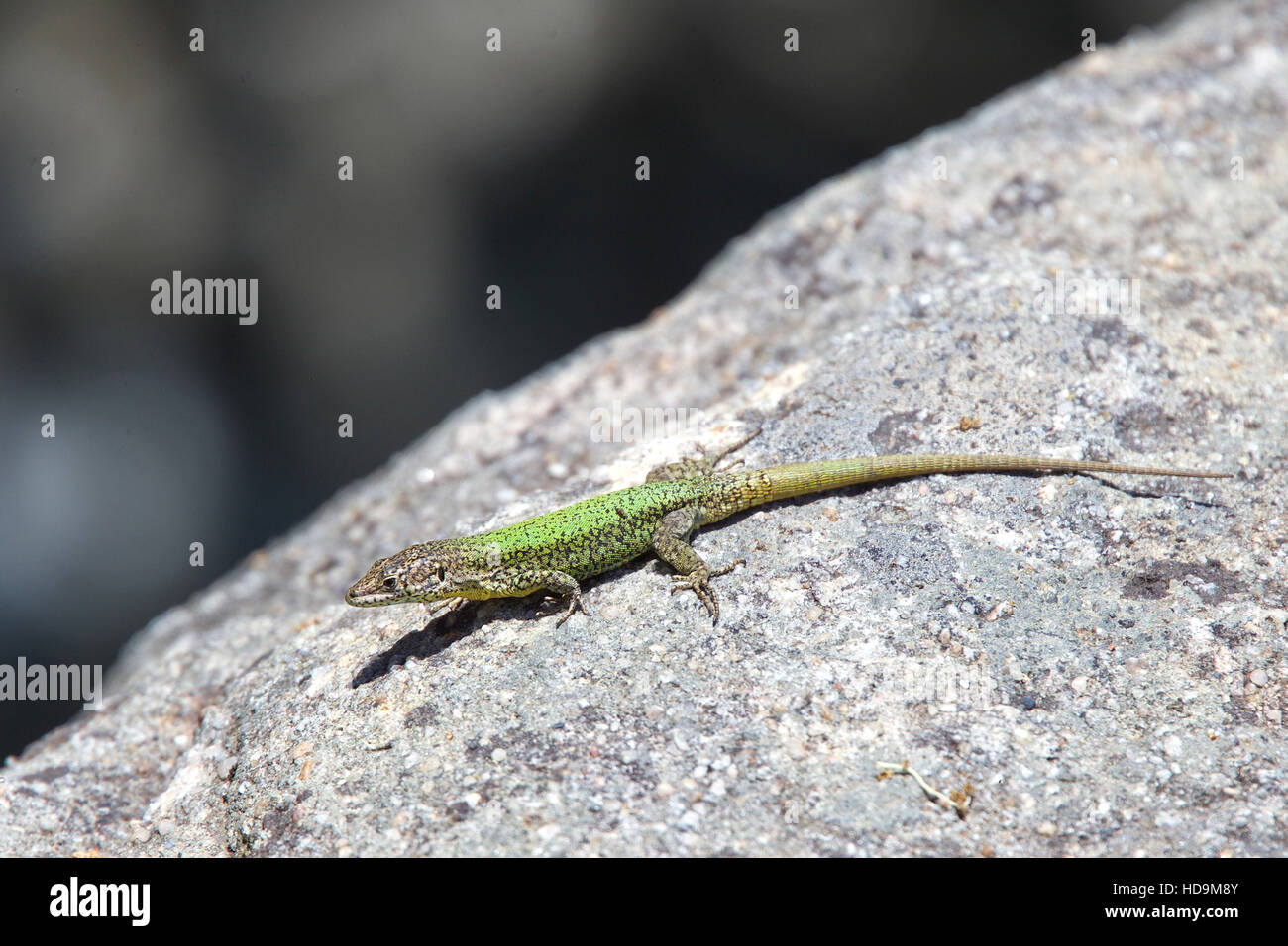 Andalucian Wall Lizard (Podarcis vaucheri), near Algeciras, Andalucia, Spain. Stock Photo