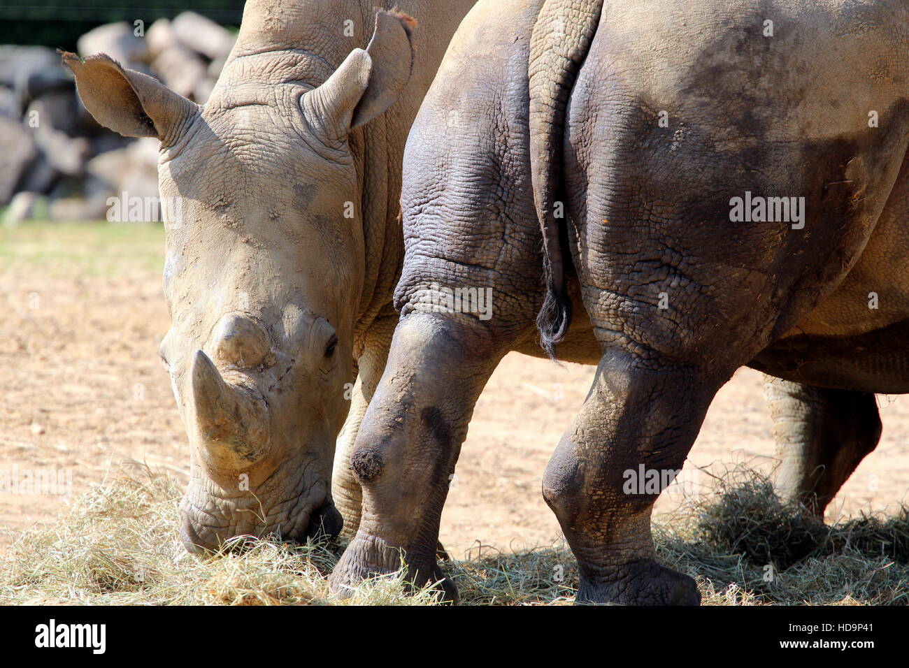 Rhinos Stock Photo