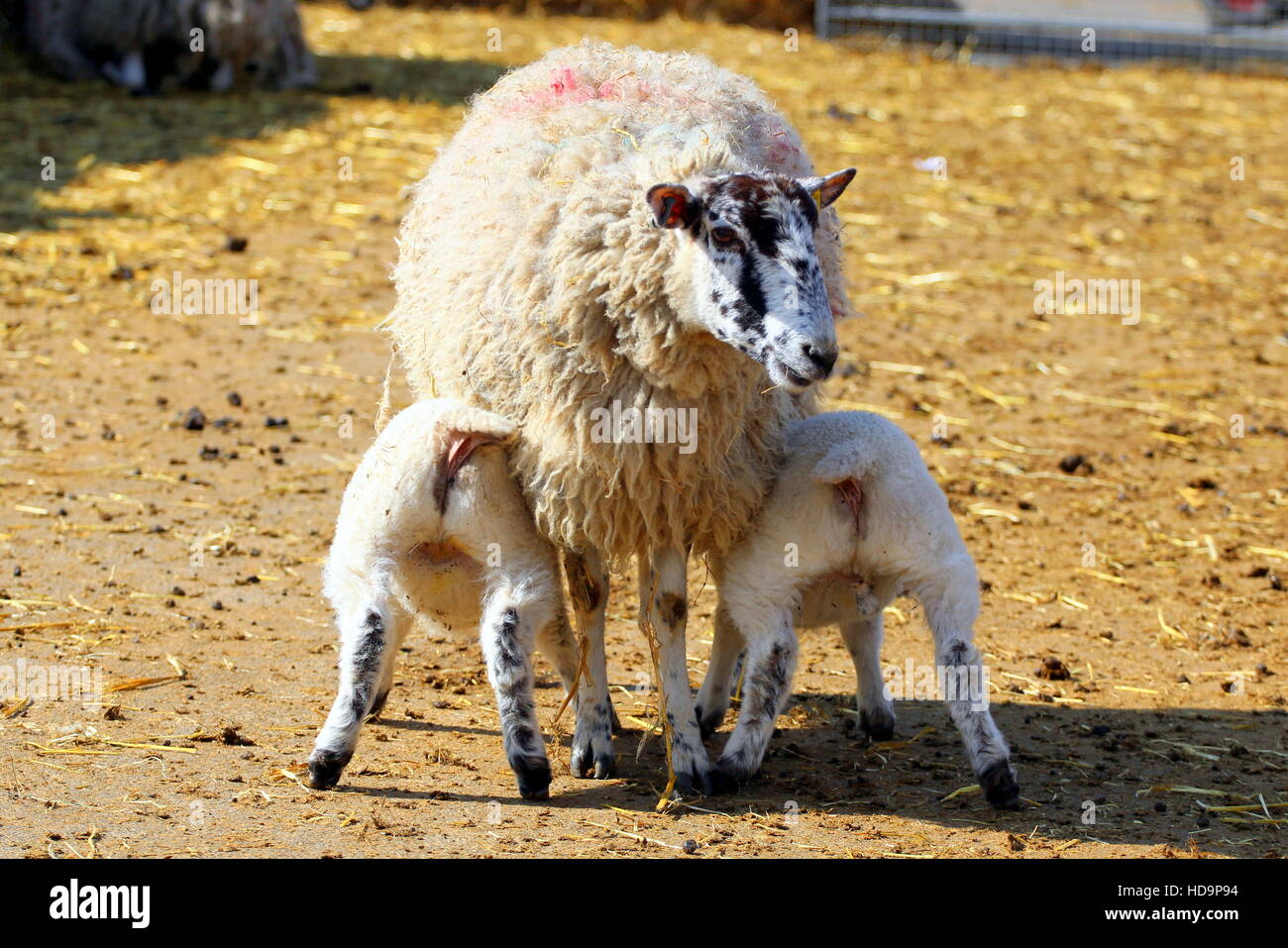 Mother sheep feeding her newborn lambs Stock Photo Alamy