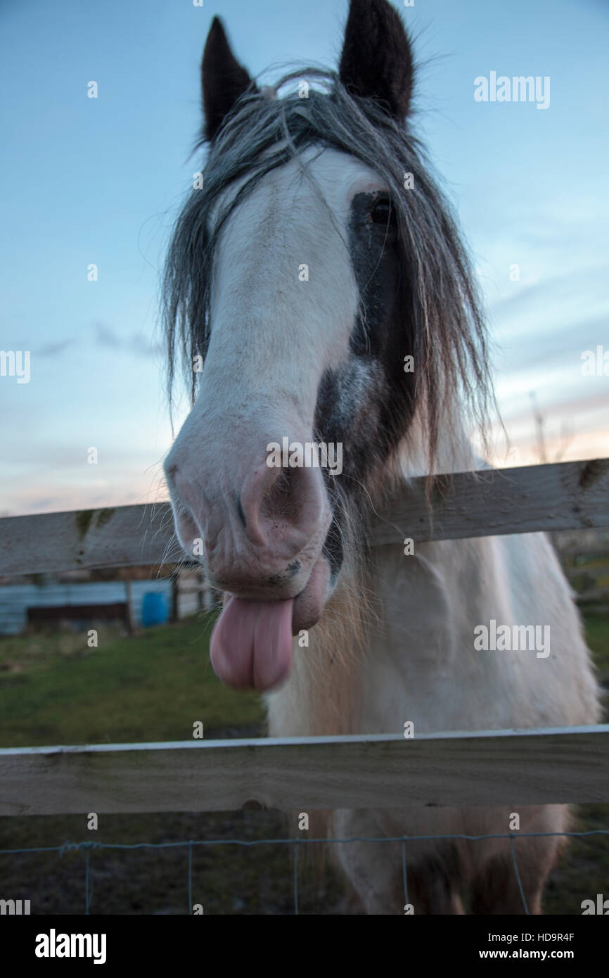 Cheeky Horse Stock Photo