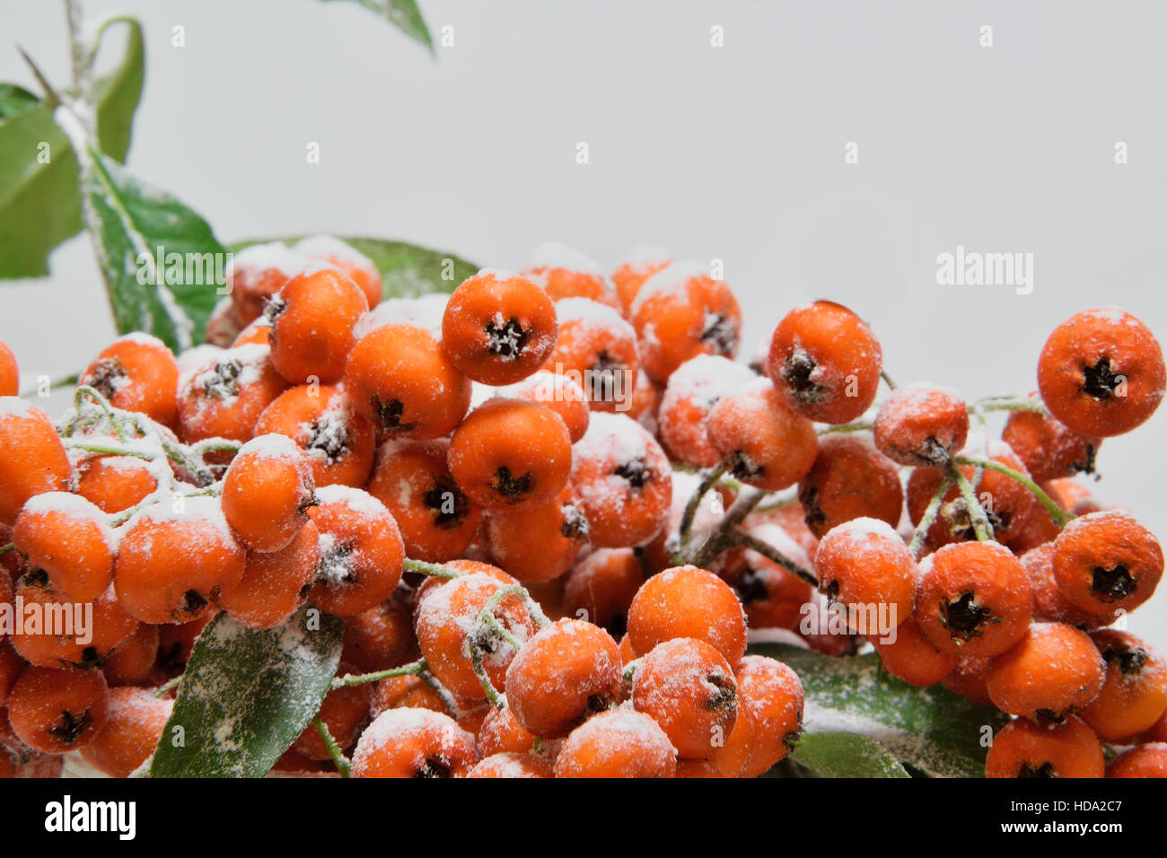 Red berries covered with snow Stock Photo - Alamy