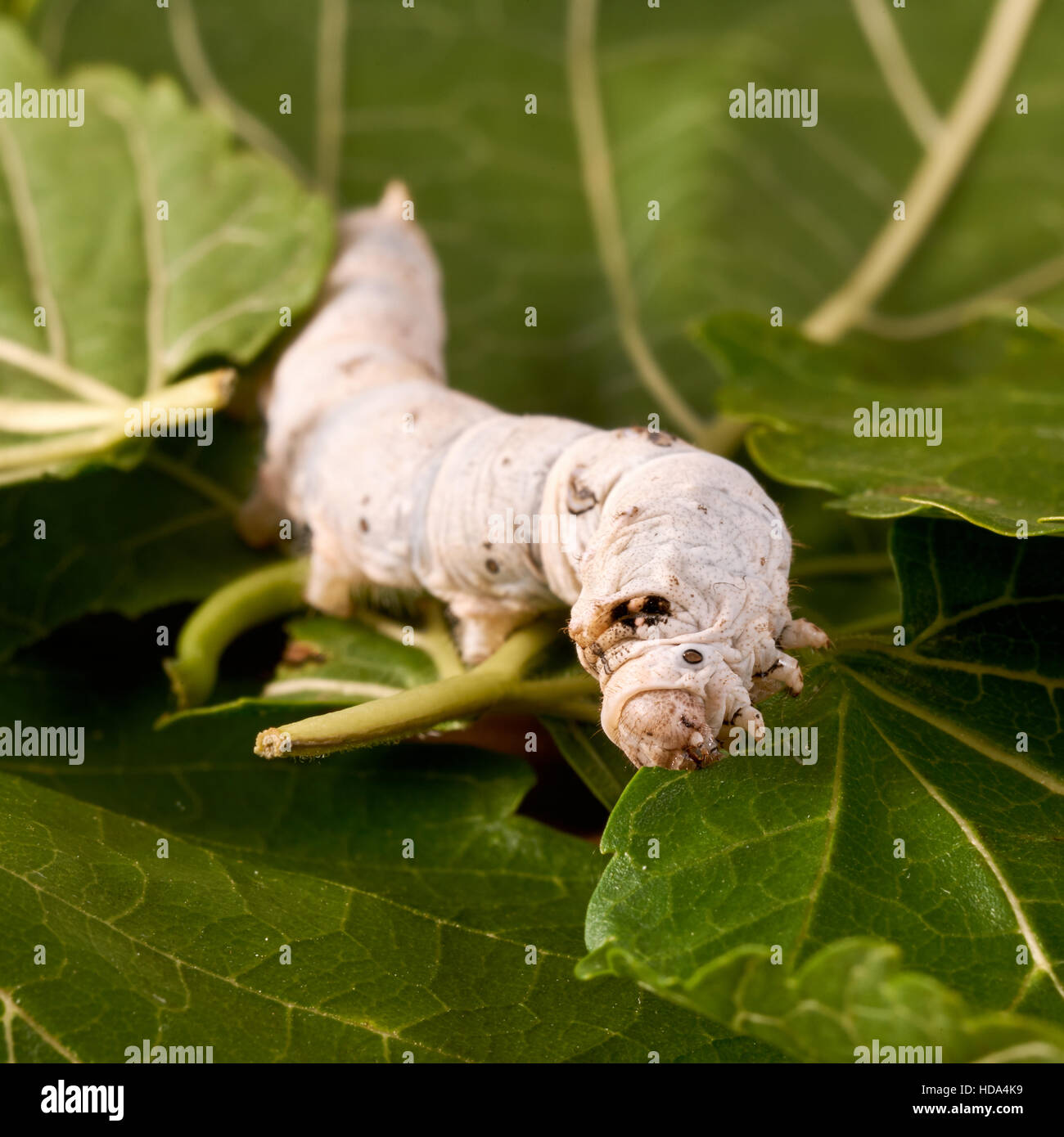 Silkworm photographed while eating a mulberry leaf Stock Photo Alamy