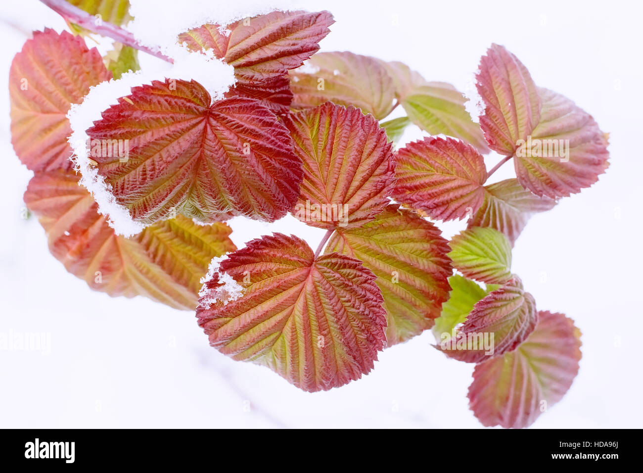 On red autumn leaves of raspberry is the first fluffy white snow Stock ...