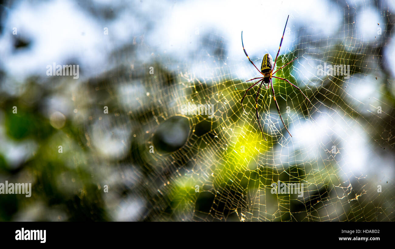 Beautiful Small Spider inside a very large web in forest Stock Photo