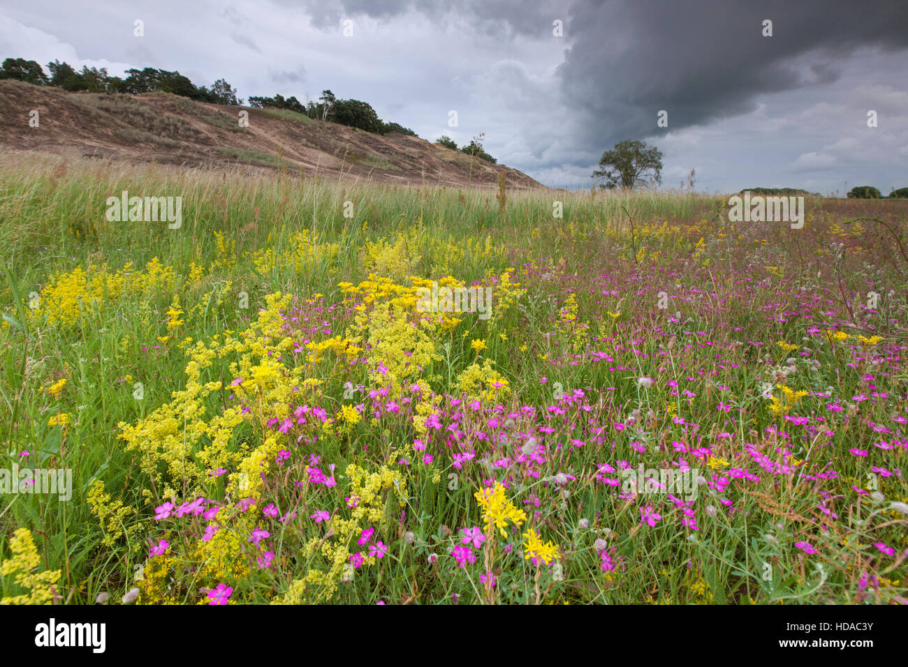 Colourful wildflowers like Carthusian Pink in the Inland Dunes by Klein Schmölen, Mecklenburg Elbe Valley Nature Park, Germany Stock Photo