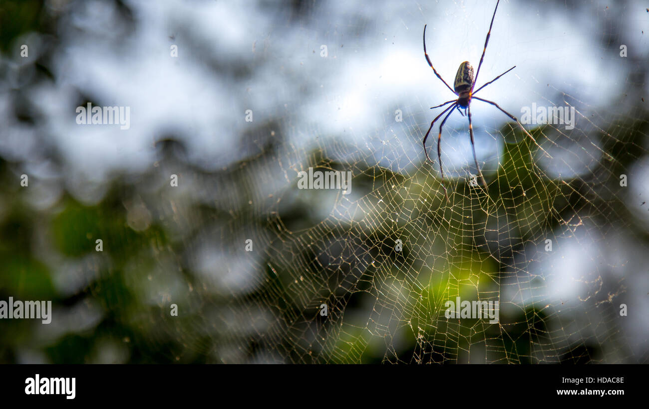 Beautiful Small Spider inside a very large web in forest Stock Photo