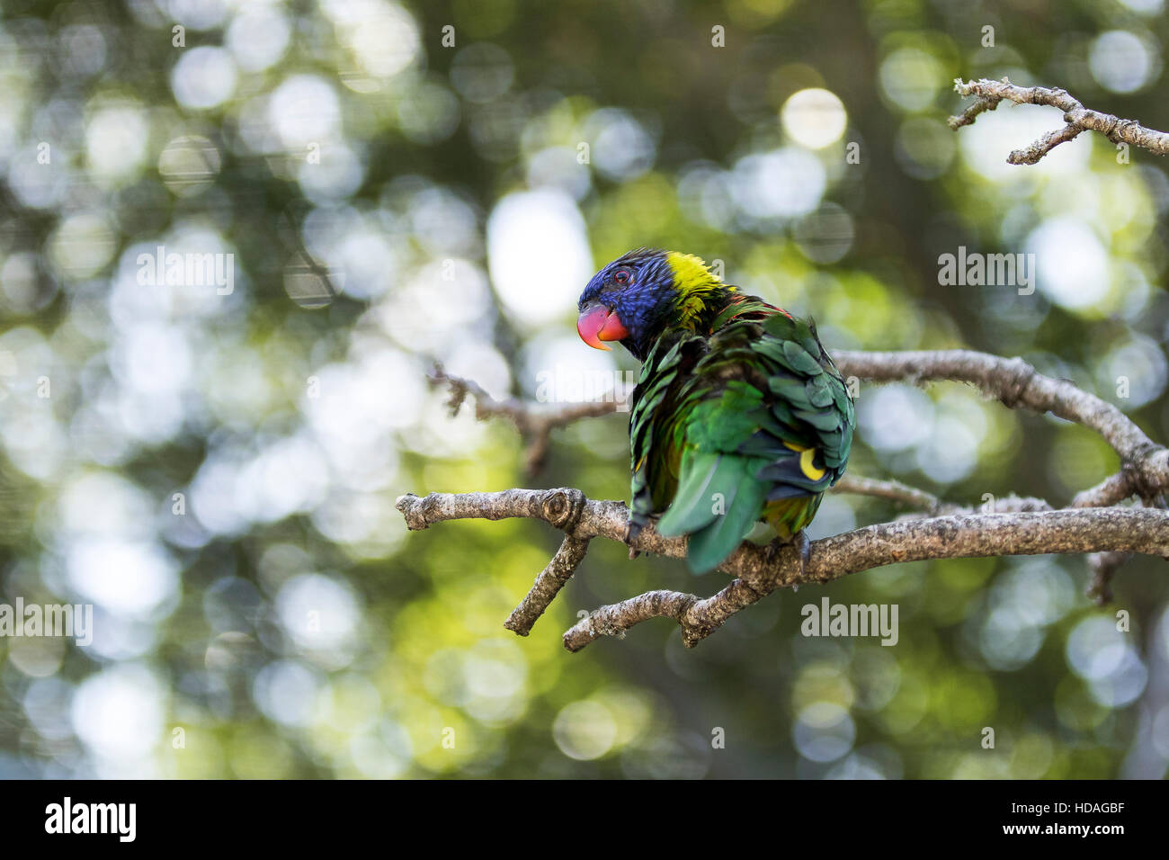 Australian Backyard Birds Photo Stock Photos Australian Backyard